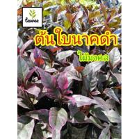 ราคา ต้นนาคดำ ใบนาคดำ ใบนาก ต้นใบนาค ไม้มงคล ต้นไม้มงคล ใช้ในพิธีมงคล นาคนอก ทองสัมฤทธิ์ (2963835238)