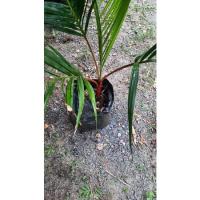 ราคา หมากแดงต้นเดี่ยว 1เมตร (23223714096)