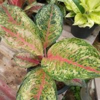 ราคา พร้อมส่ง! อโกนีมาไม้มงคล10กะรัต สวยๆ (26577371320)