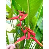 ราคา หน่อพันธุ์เฮลิโคเนียรอลินเนียนา( Raulinniana)(ไซด์ใหญ่)(ฟรีอีก1ต้น) (10356314088)