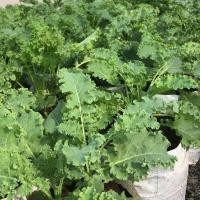 ราคา เมล็ดพันธุ์ ผักเคลใบหยิก คะน้าใบหยิก 40-100 เมล็ด ทนแดด ปลูกง่าย โตได้ในอากาศเมืองไทย [10 แถม 1 คละได้] (10002262589)