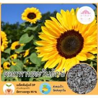 ราคา ดอกทานตะวันยักษ์ 10 เมล็ด (25740423072)