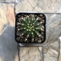 ราคา ยิมโนคาไลเซียม ดอกสีชมพู ไม้ชำหน่อ (8251372895)