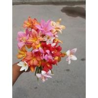 ราคา บัวดินคละสี(ชุดละ15หัว) (23560577545)