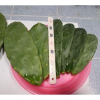 ราคา โอพันเทีย(Opuntia)ใบเสมา อวบๆ ตัดสด Cactus กระบองเพชร (2589139957)