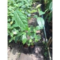 ราคา ต้นมันปู ยอดมันปู ผักสมุนไพรท้องถื่นนภาคใต้ ใบอ่อน นำมาเป็นผักสด ลวกจิ้มน้ำพริก ต้มกะทิ (1ต้น/แพค) (6036517533)