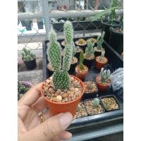 ราคา โอพันเทียหูกระต่ายแคคตัส (11743969613)