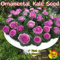 ราคา 100% เมล็ดกะหล่ำปลีประดับสีผสมแท้สำหรับขาย (สด 150 เมล็ด) เมล็ดดอกกะหล่ำปลี เมล็ดดอกกุหลาบ เมล็ดดอกกะหล่ำปลี (28287480910)