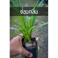 ราคา เจ้าดอกไม้ซ่อนกลิ่น หอมบาดลึกเกินใคร จำหน่ายต้นซ่อนกลิ่น พร้อมปลูก (8568361283)