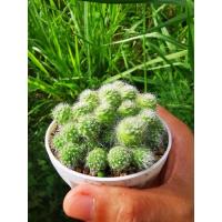 ราคา รีบูเทียดอกขาว กระถาง 2 นิ้ว (11115997806)