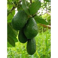 ราคา อโวคาโด้ พันธุ์พิ้งเคอตัน (6247848609)