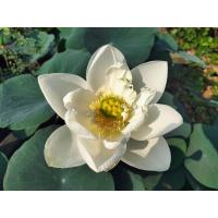 ราคา บัวหลวง Wed Ding Dres.บัวหลวงสีขาวกลีบลา เป็นบัวที่มีเสน่ห์ ดูสวยงาม ขายสายพันธุ์เป็นแบบไหลเช่นตัวอย่างในรูปครับ (25628098674)