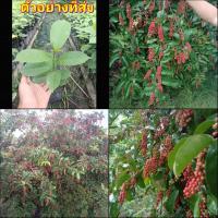 ราคา (2ต้น) ต้น มะเม่าหลวงภูพาน หมากเม่าหลวงภูพาน ต้นมะเม่า ต้นหมากเม่า หลวง ภูพาน มะเม่า หมากเม่า happy (19523341141)