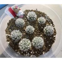 ราคา #พอตคัดขนจุก 8 ต้น(แคคตัส)แมมขนแกะ mammillaria bocasana cv. multilanata (13125273534)