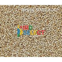 ราคา ข้าวฟ่างขาว บรรจุกระสอบ 50 กิโลกรัม (14193772821)