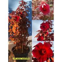 ราคา ขายต้นพันธุ์ #ชบาเมเปิ้ล #ชบาดอกสีแดงสด #ชบาดอกกำมะยี่ สวยมาก (11063181433)