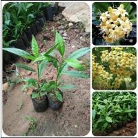 ราคา ต้นกันเกรา ต้นมันปลา ไม้มงคล ดอกหอม ต้นสูง 30-40 ซม. (18190839131)