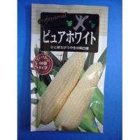 ราคา Hokkaido Pure white (Original) ซองเล็ก 200 เมล็ด เมล็ดพันธุ์ข้าวโพดหวานนมสด ทานดิบ นำเข้าจากญี่ปุ่น (3554281579)