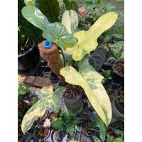 ราคา ฟิโลเดนดรอนไวโอลินด่าง (Philodendron Violin Variegated) (23722077812)
