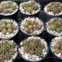 ราคา ยิมโนพอต มีเชื้อด่าง/(มีทั้งบั้งชั้ด,ผิวม่วง,LB HB,หนามสวย) (9281992600)