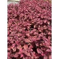 ราคา มณีล้อมเพชร แดงมงคล กระถาง5.5” สั่งขั้นต่ำ2ต้นรวมได้ (8893705207)