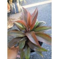 ราคา "ไม้มงคล#ต้นเทียนมหาลาภกระถาง6" (15316860758)