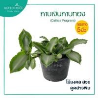 ราคา หาบเงินหาบทอง กระถาง 5 นิ้วไม้ ไม้มงคล ไม้ฟอกอากาศ ไม้ร่ม (29007172881)