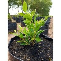 ราคา ไทรเกาหลี ต้นกล้าไทรเกาหลี (ถุงเบอร์ 2) ขั้นต่ำ 10 ต้น (4531645720)