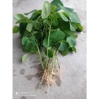 ราคา เมล็ดตำแยแมว ต้นตำแยแมว สำหรับปลูกสามารถขยายพันธุ์ต่อได้ 10ต้น30฿ (3931585866)