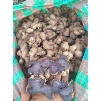 ราคา กระชายดำสด กระชาย 1กก. ขุดใหม่จากสวน (20794393220)