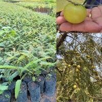 ราคา มะขามป้อมยักษ์ ปลูกง่ายให้ผลผลิตดี ต้นเพาะเมล็ด ชุดละ 2 ต้น (20208889825)