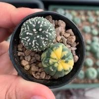 ราคา ☆ Astrophytum pot ☆ แอสโตร V type & แอสโตร Variegated แคคตัสไม้เมล็ด ยกพอท (2815536879)