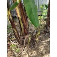 ราคา หน่อกล้วยหอมทอง กล้วยหอมทอง (12854646936)