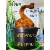 ราคา #ว่านลูกไก่ทอง ขนาดใหญ่,กลาง (15746332469)