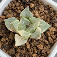 ราคา Haworthia paradise flower (21831009361)