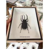 ราคา แมลงสต๊าฟ ผีเสื้อสต๊าฟ งานไอเดีย แมลงเพื่อการศึกษา กรอบไม้ กล่องแมลง ของแต่งบ้าน ของสะสม ผลิตและจัดจำหน่าย (18888298772)