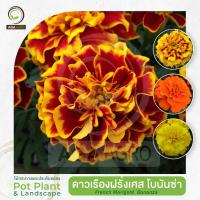 ราคา AGA AGRO I"ดาวเรืองฝรั่งเศส โบนันซ่า" ดอกซ้อนใหญ่ ทนต่อทุกสภาพอากาศ-100เมล็ด-French Marigold Bonanza (2899787298)