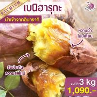 ราคา เจ มันหวานญี่ปุ่น โยชิ เบนิฮารุกะ 3kg มันหวานญี่ปุ่นนำเข้า มันหวานญี่ปุ่นเบนิฮารุกะ ปลูกที่ญี่ปุ่น (4157321022)