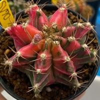 ราคา ❤️❤️มีส่งด่วน❤️❤️แคคตัส ไม้เมล็ด(SV70) ชมพูสดใส /Cactus /Gymno/Gymnocalycium/ยิมโนด่าง (42804416487)