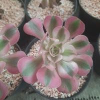 ราคา กุหลาบหิน ไม้นำเข้าค่ะ (12595757717)