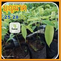ราคา ต้นบุญนาค​​ ต้นบุนนาค​ ต้นบุนนาก (21674863418)