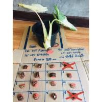 ราคา ชิ้นตาบอนกระดาษด่างลายเทพๆ (13617360666)