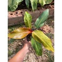 ราคา ฟิโลแยมส้ม Philodendron Orange marmalade (22319781713)