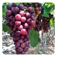 ราคา Bonsai Grape Seeds for Planting Fruits (30 Seed) Red, Black, Green incl. Planting Instruction for Grapes (41965657132)