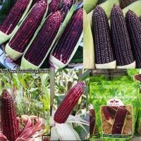 ราคา ขายส่ง735฿ เมล็ดพันธุ์ข้าวโพดข้าวเหนียว เหนียวทับทิม ศรแดง เมล็ดพันธุ์ข้าวโพด พันธุ์ม่วงก่ำ ม่วงก่ำขนาด500กรัม 1กิโล (11254022152)