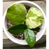 ราคา กวักมรกตด่าง ใบใหญ่ ฟอร์มกอ (11126594921)