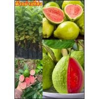 ราคา 5ต้น เพาะเมล็ด ต้นฝรั่งขี้นกไส้แดง ฝรั่งขี้นกไส้แดง ฝรั่งไส้แดง Pink guava Red Guava / kalawoay (40220074463)