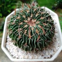 ราคา แคคตัสคลื่นสมอง( Echinofossulocactus) ขนาด8-10ซม. (6256028748)