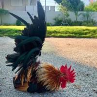 ราคา ไข่ไก่ ไข่เชื้อ ไก่แจ้สีเบญจรงค์ (21559360049)