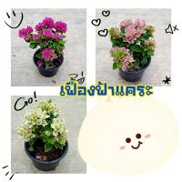 ราคา เฟื้องฟ้าแคระ เฟื้องฟ้าสาวิตรี กระถาง 6" (5494140134)
